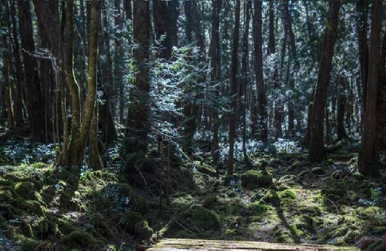 Aokigahara Suicide Forest, Fujinomiya-shi